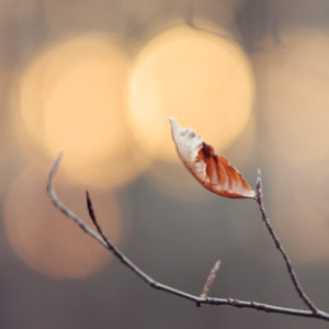 Branch with withered leaf, close-up Branch with withered leaf, close-up